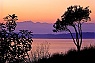 Madrona & Olympic Mountains Sunset View